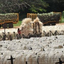 sisal fiber for sale hight quality - product's photo