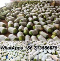 fresh papaya holland ,premium grade export fresh holland papaya , thai - product's photo