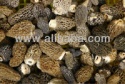 morel mushrooms - product's photo