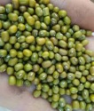 mung beans - product's photo