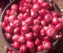 onion  - product's photo