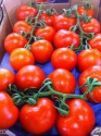  fresh vegetables wholesale - product's photo