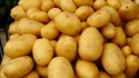 potato for sale  - product's photo