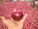 onions - product's photo