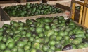 hass avocados  - product's photo