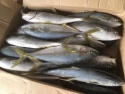 fresh frozen fish for sale - product's photo