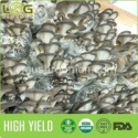 oyster mushrooms - product's photo