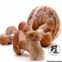  boletus edulis - product's photo