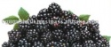  whole frozen blackberry - product's photo