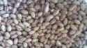 roasted antep turkish pistachio nuts - product's photo
