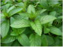 gizmar ozel egitim mint  - product's photo
