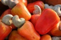 raw cashew nuts - product's photo