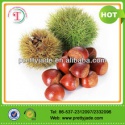 good chinese fresh chestnut - product's photo