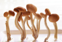 marasmius androsaceus mushroom extract powder - product's photo