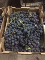 royal autumn seedless  - product's photo